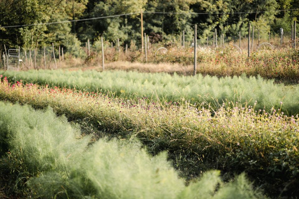 Progetto nonstaredovenonfiorisci autunno