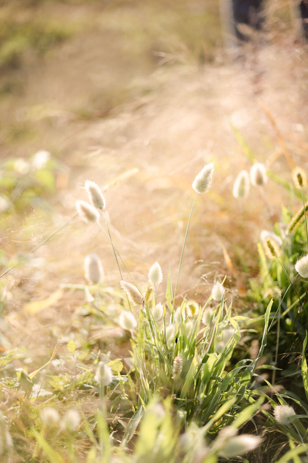 progetto nonstaredovenonfiorisci autunno